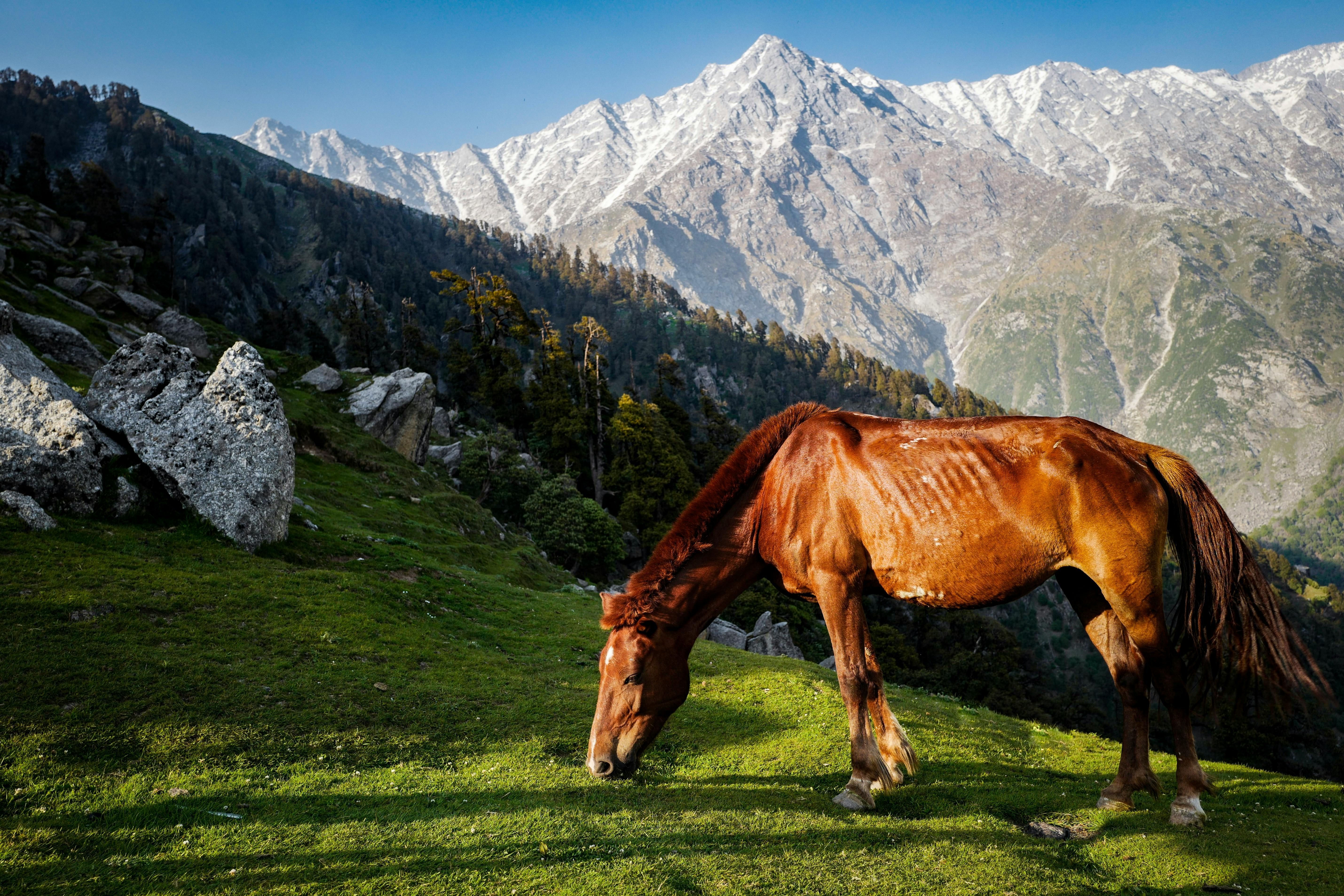 a brown horse standing on a hill top with brown mountains in the backdrop