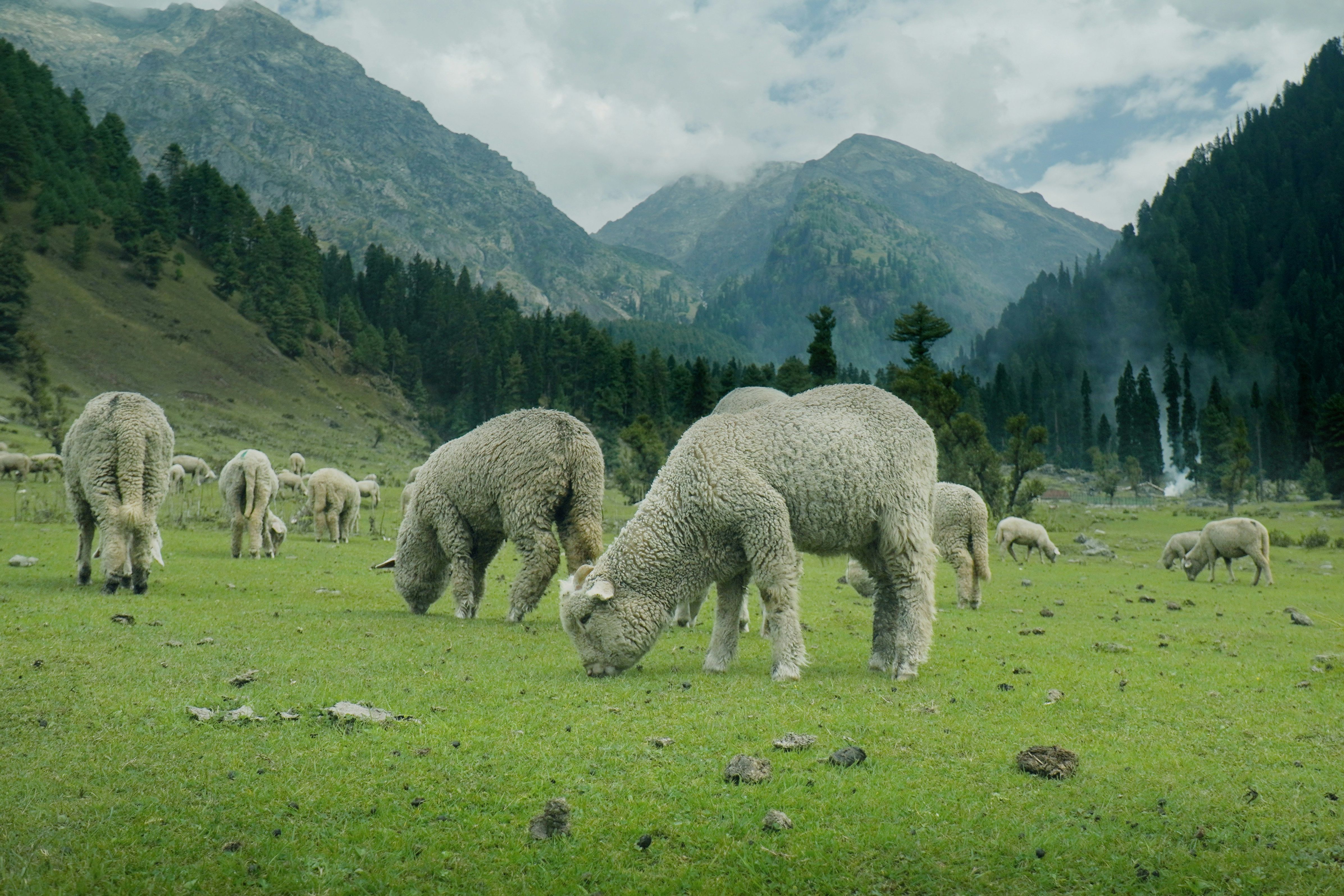a herd of sheep grazing on a lush green field in the aru valley