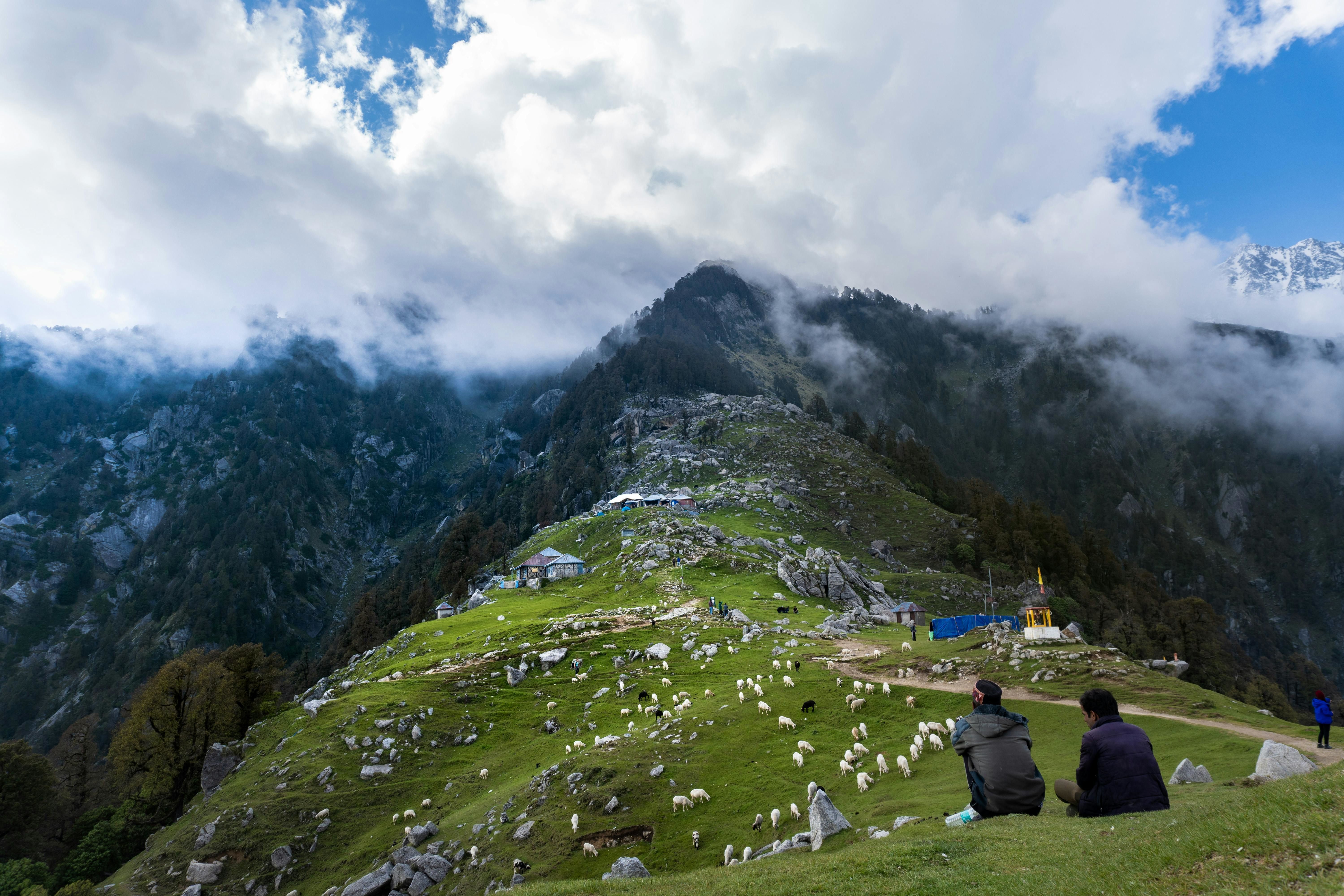a mountain pasture in dharamshala