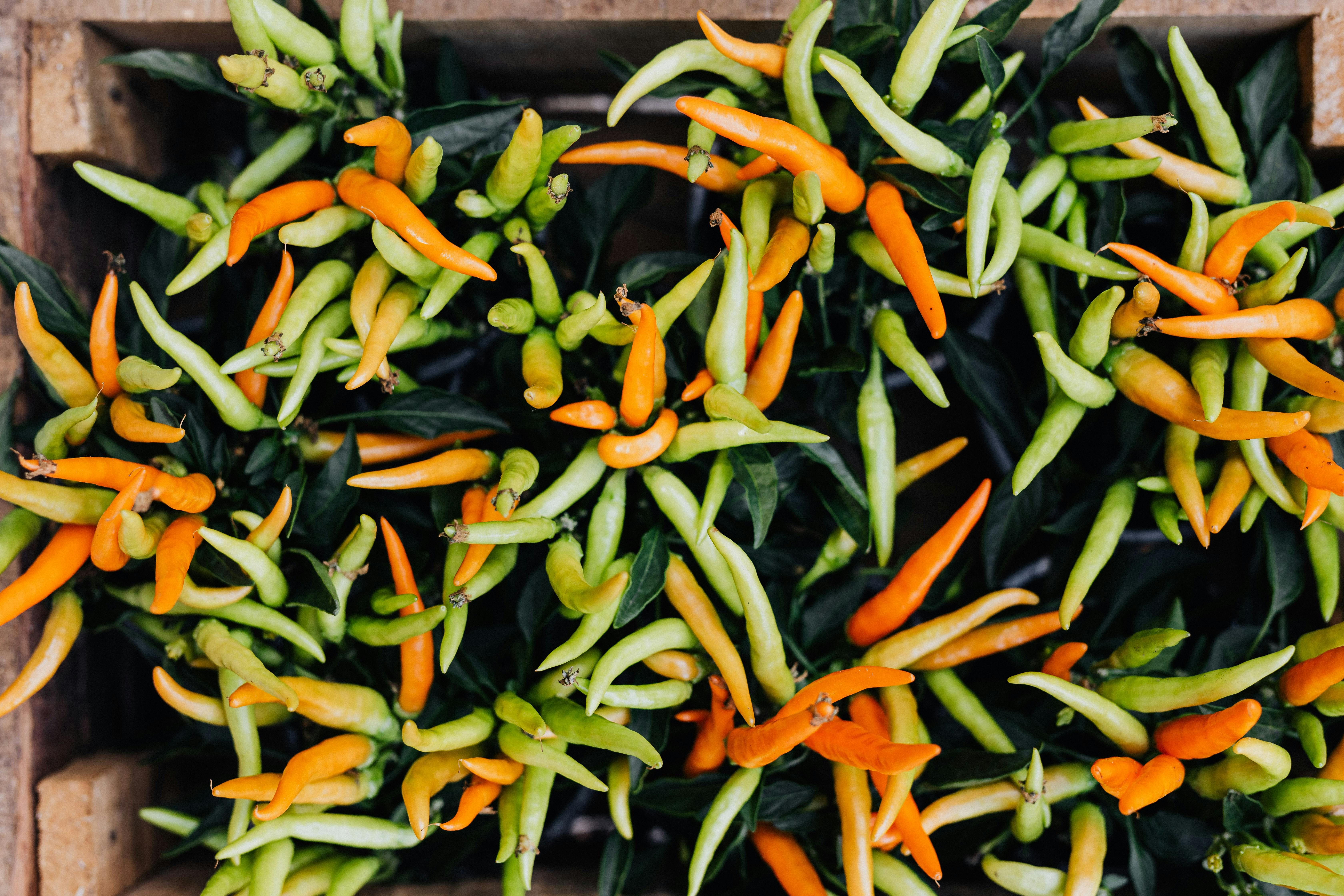 close up of chilli and perrer plants