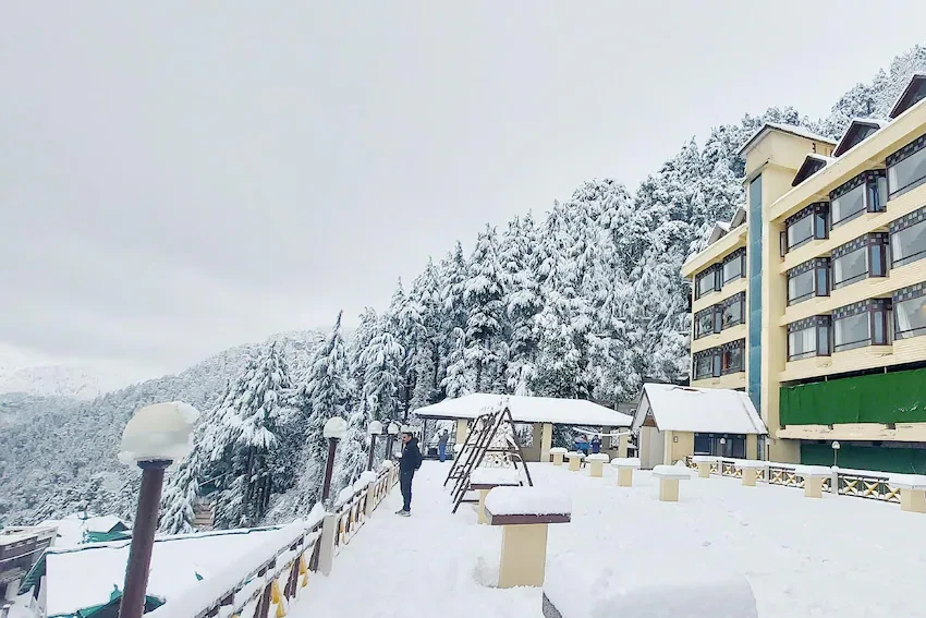 pine trees covered with snow during winter in dalhousie