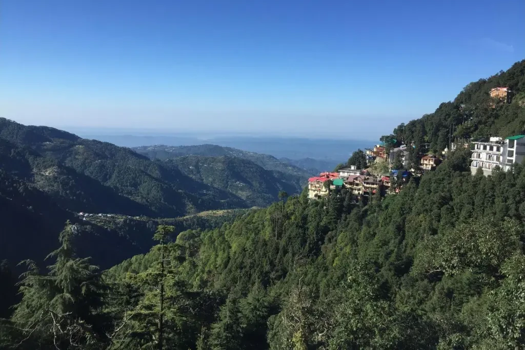 pine trees around houses on mountain in dalhousie during summer season