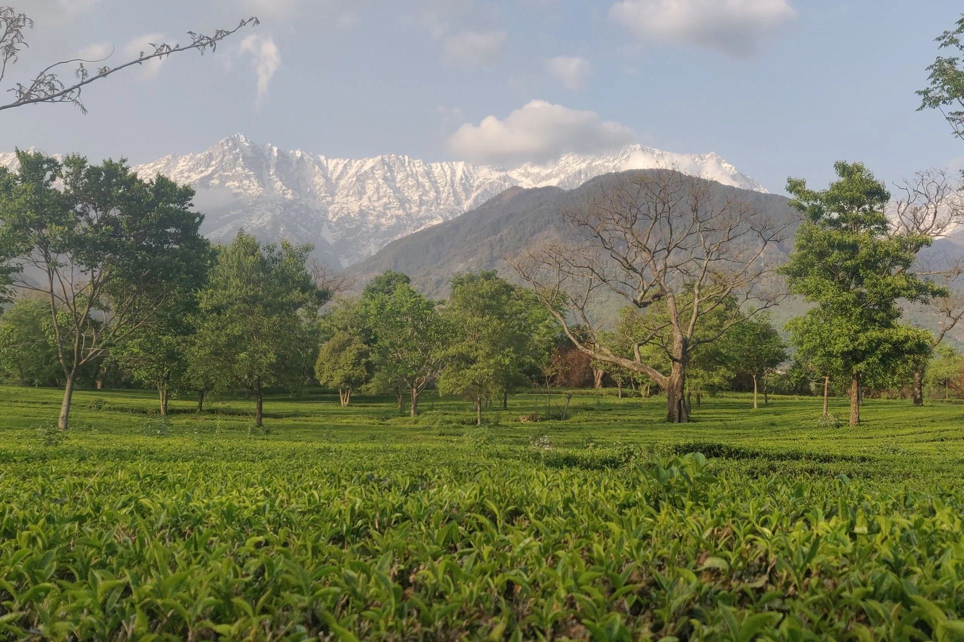 a tea garden in dharamshala with snow covered mountain in the backdrop