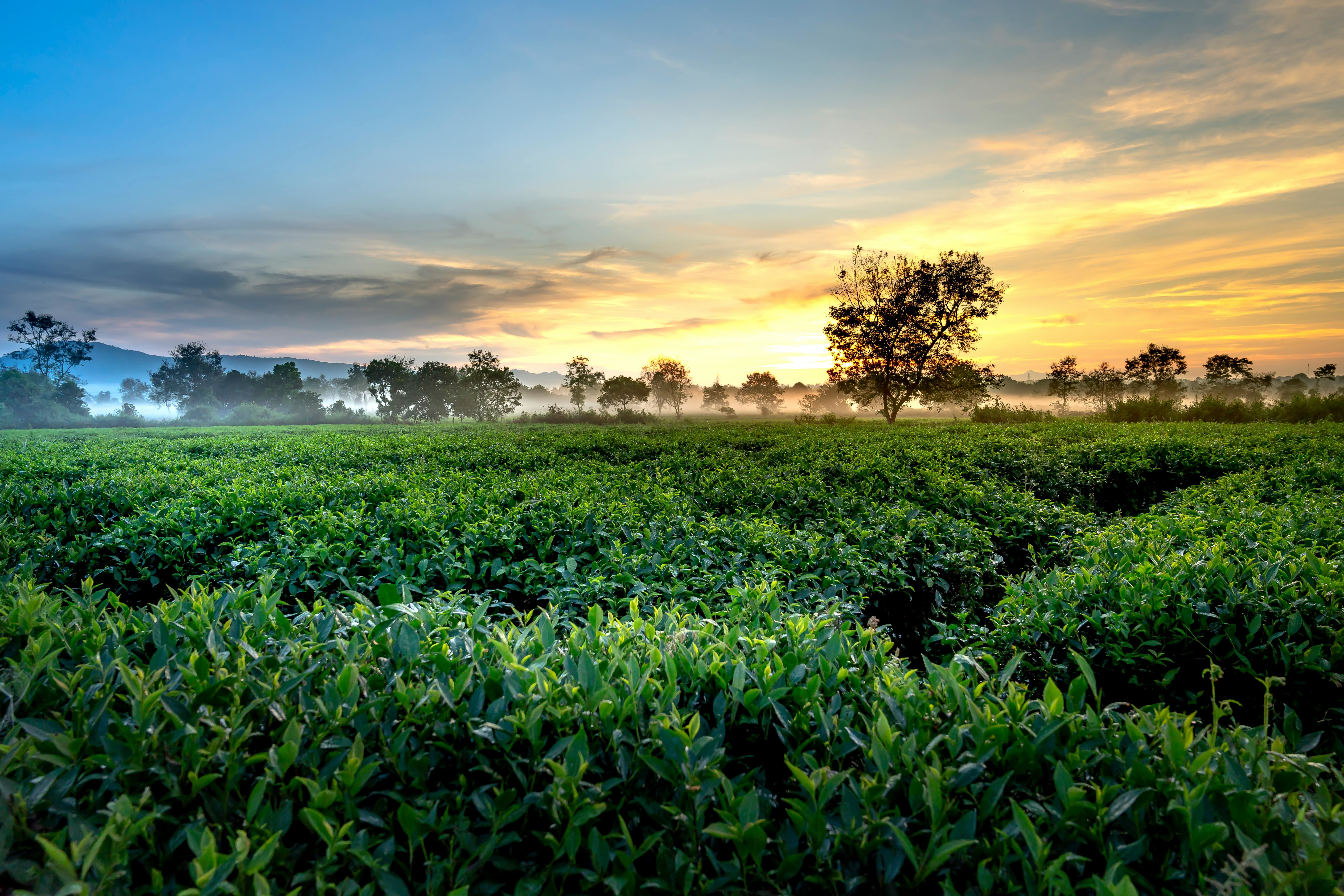 a green tea farm in dharamshala during sunrise