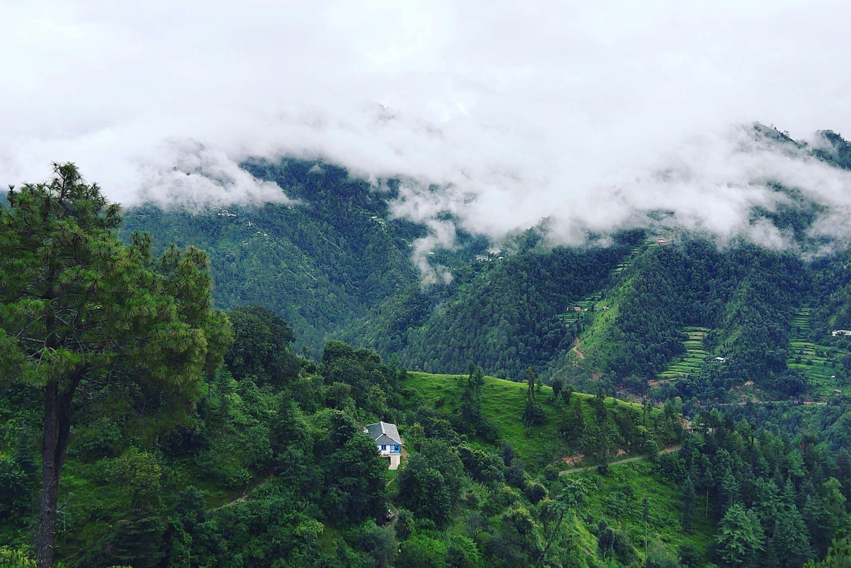 green pine trees on a mountain range in shimla surrounded by cloud