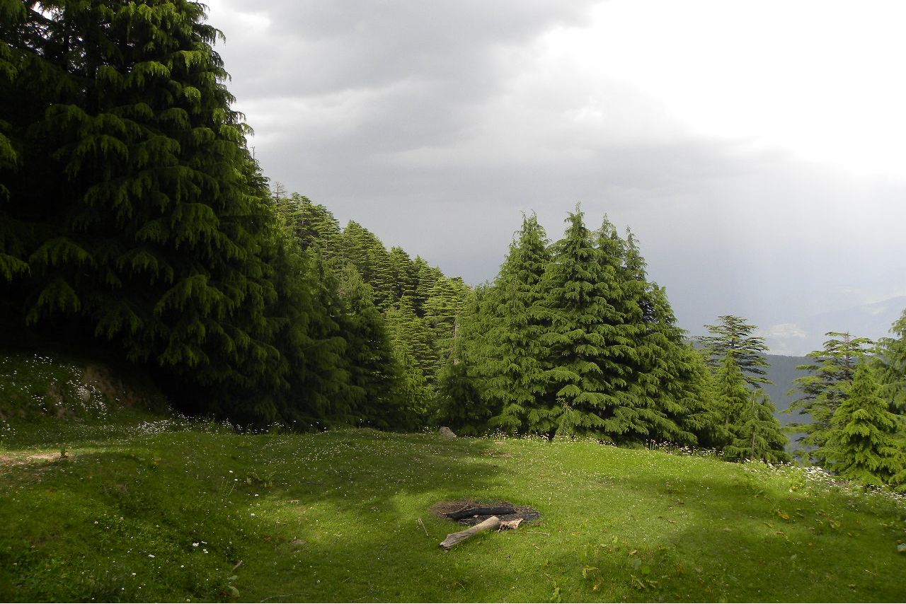 pine trees at kalatop wildlife sanctuary
