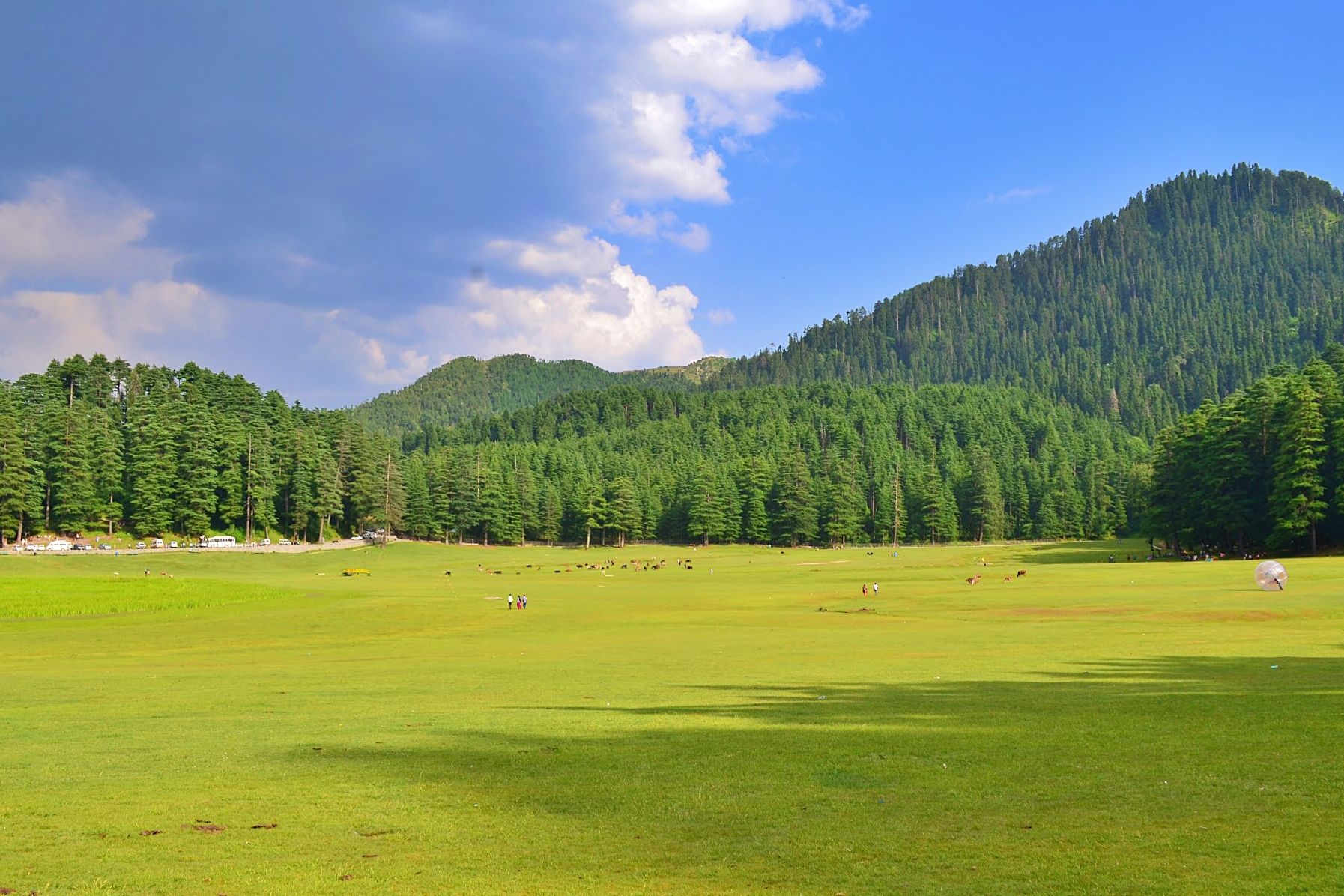 a green ground in khajjiar with pine trees in the background