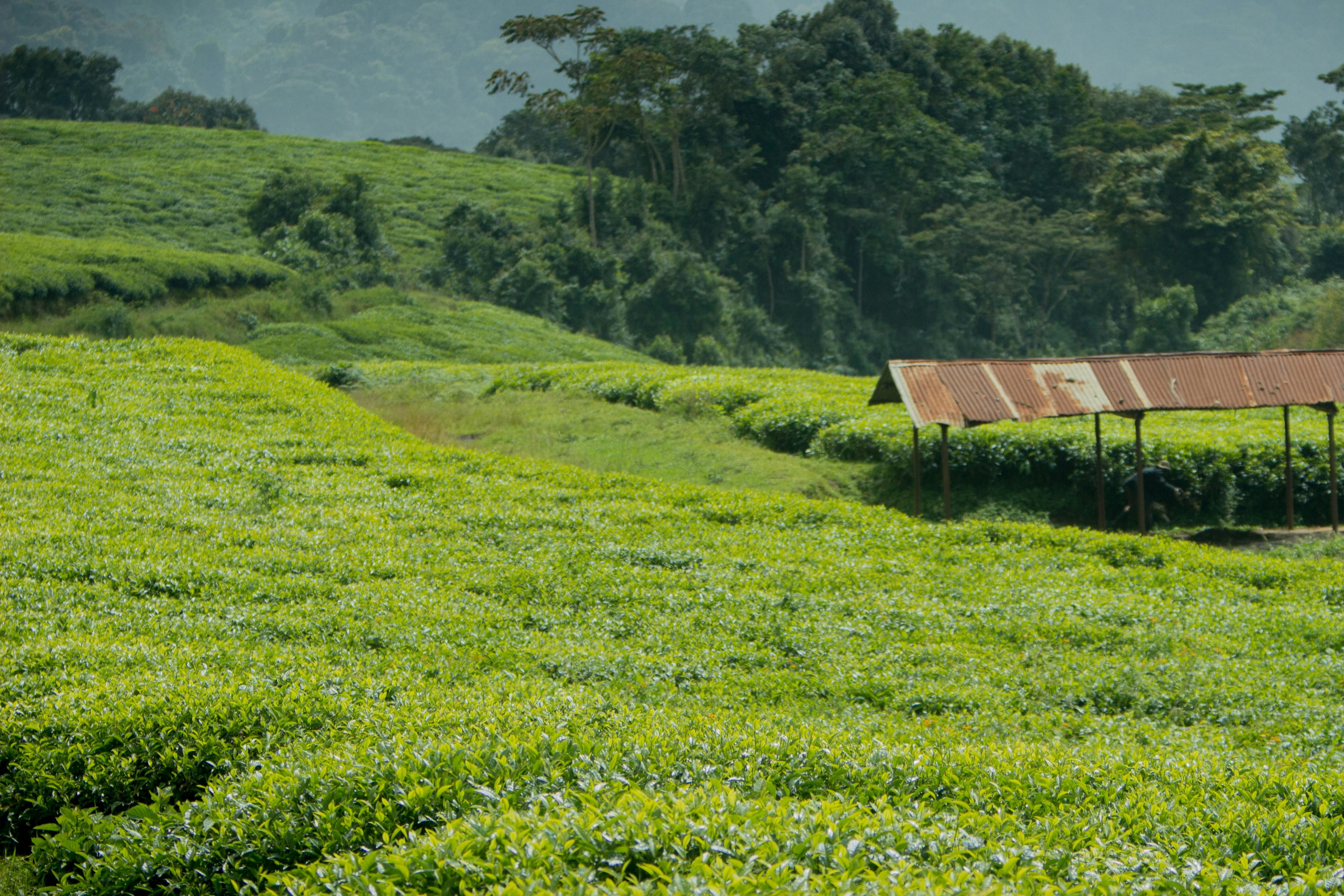 lush tea plantation landscape with rustic shelter in palampur