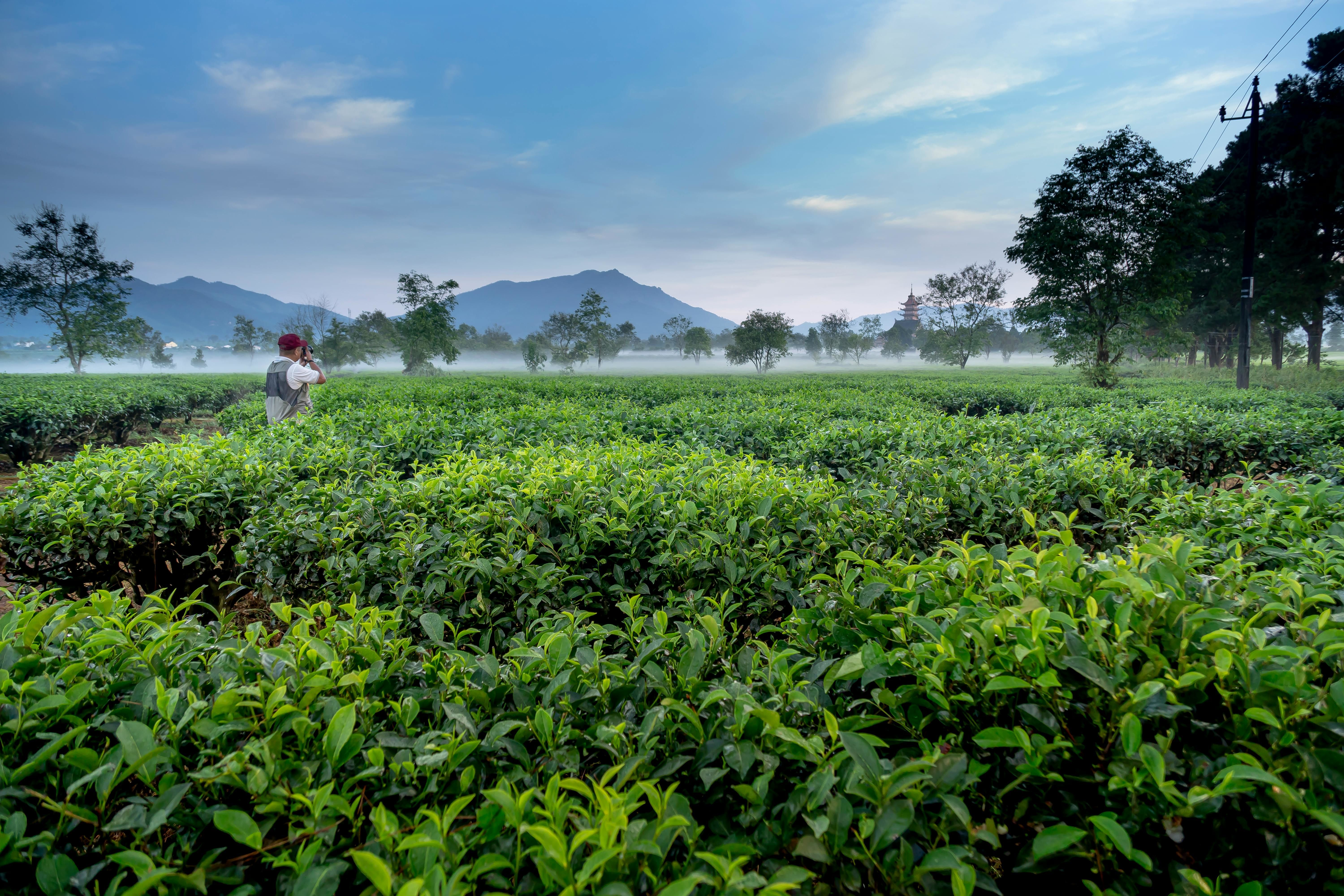 a man standing on green tea leaves farm near mountains and taking a picture