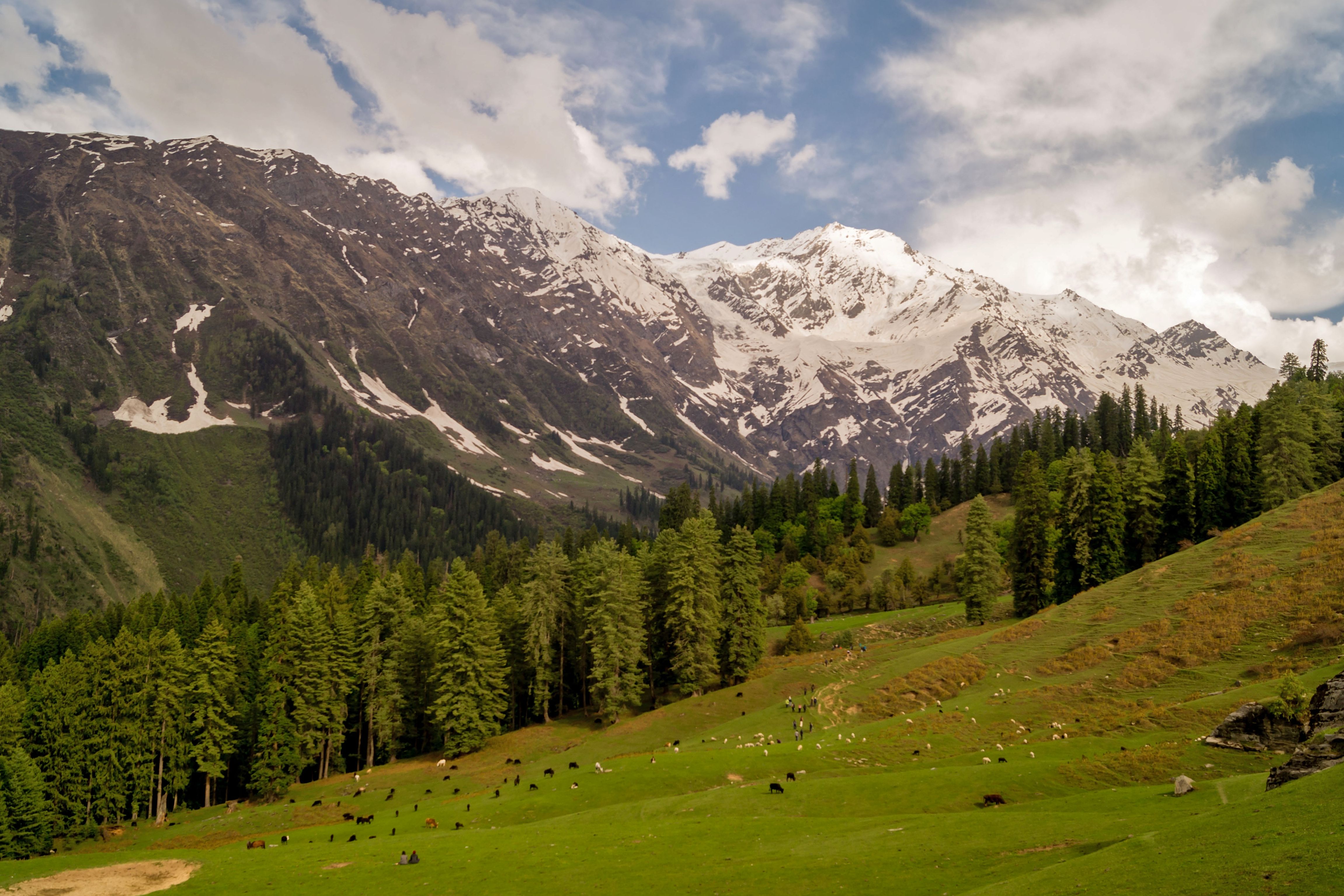 meadows at the great himalayan national park