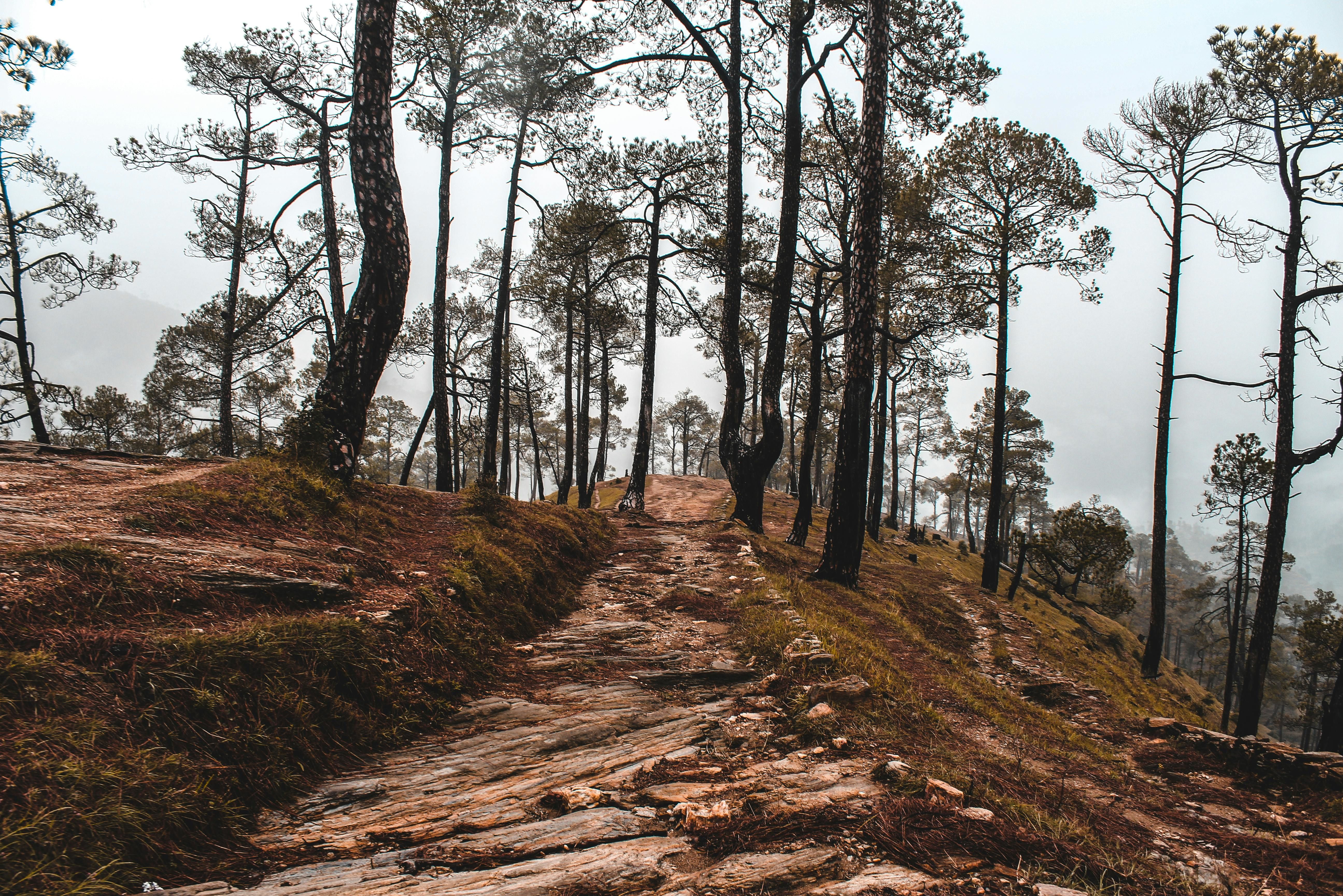 pathway between trees