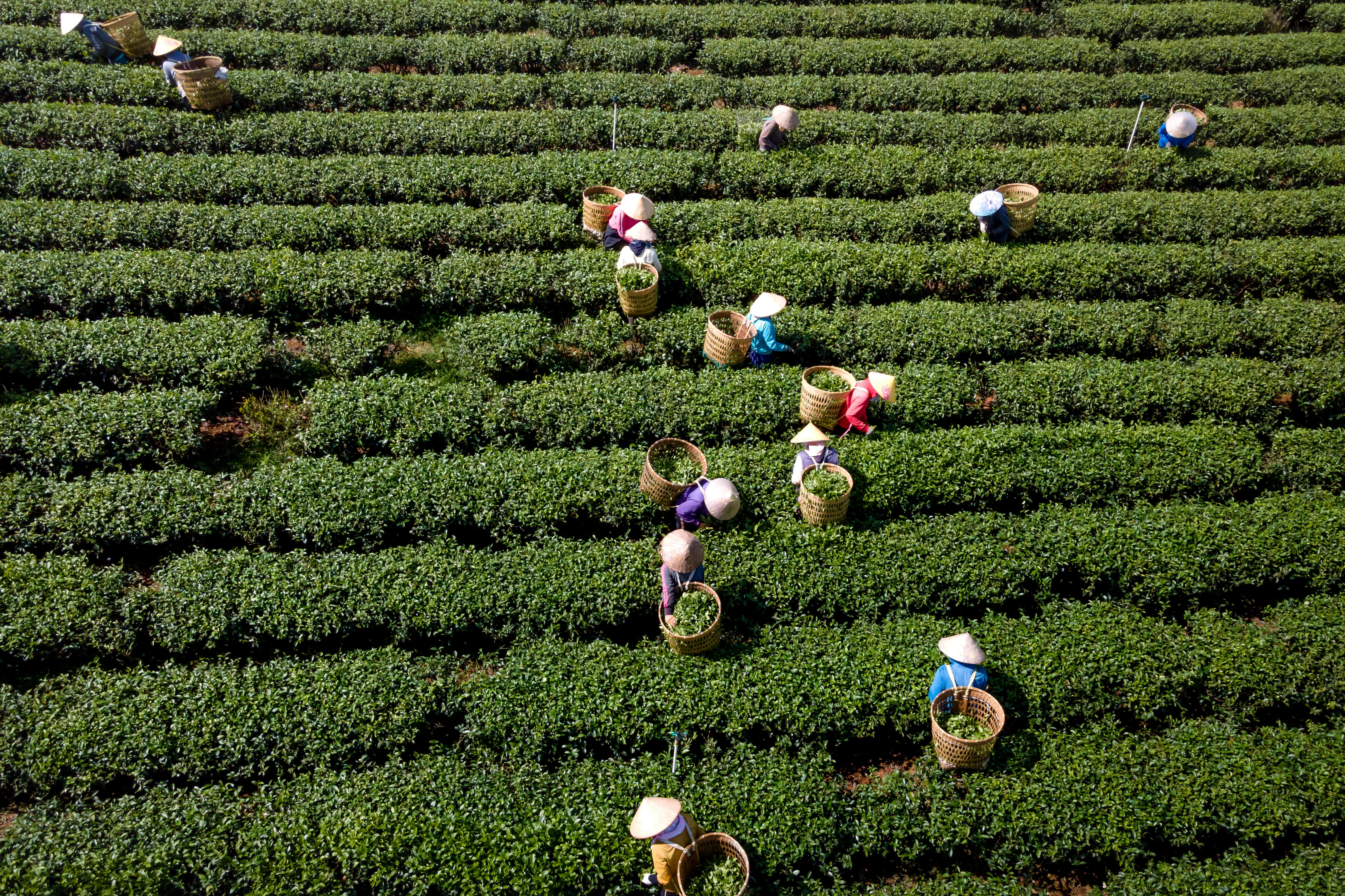 people wearing woven hats and carrying baskets harvesting tea