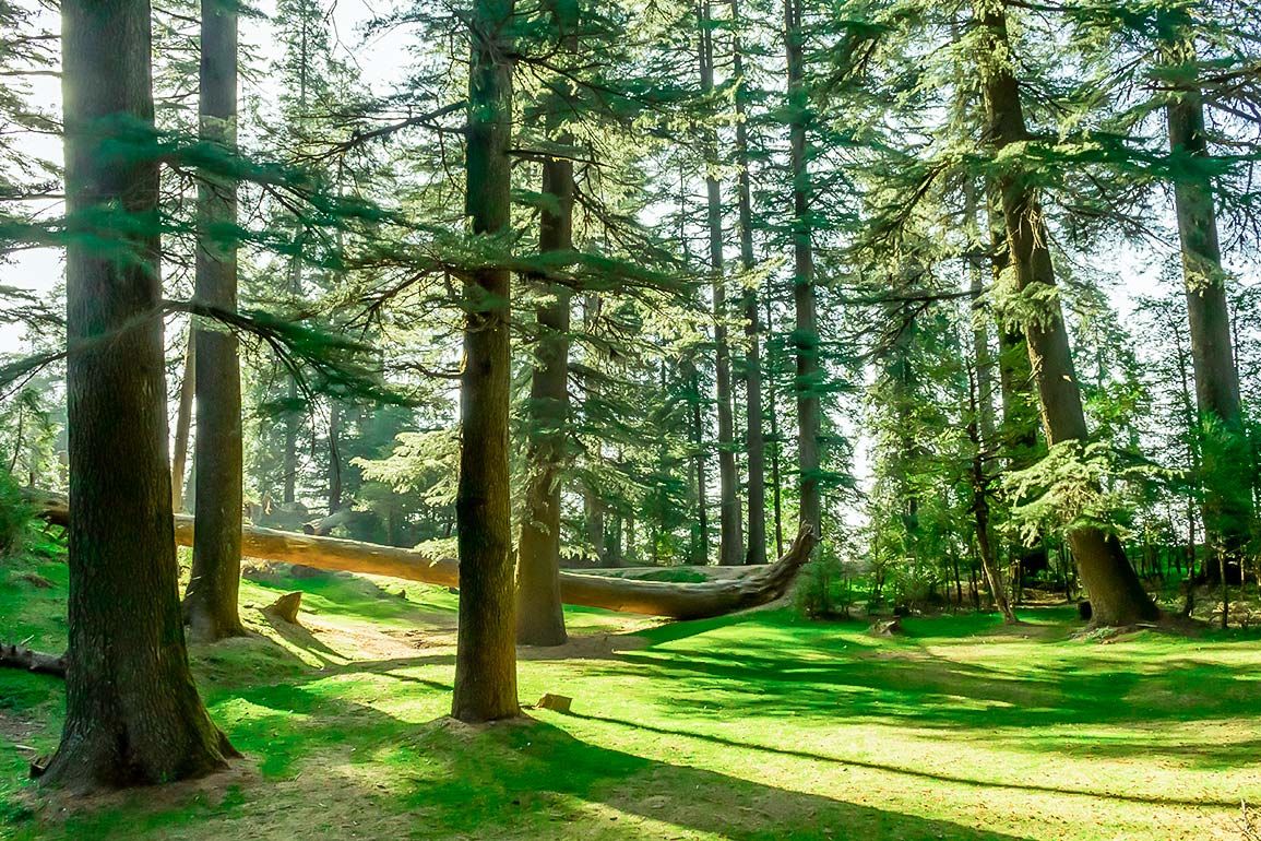 pine trees at kalatop wildlife sanctuary in dalhousie