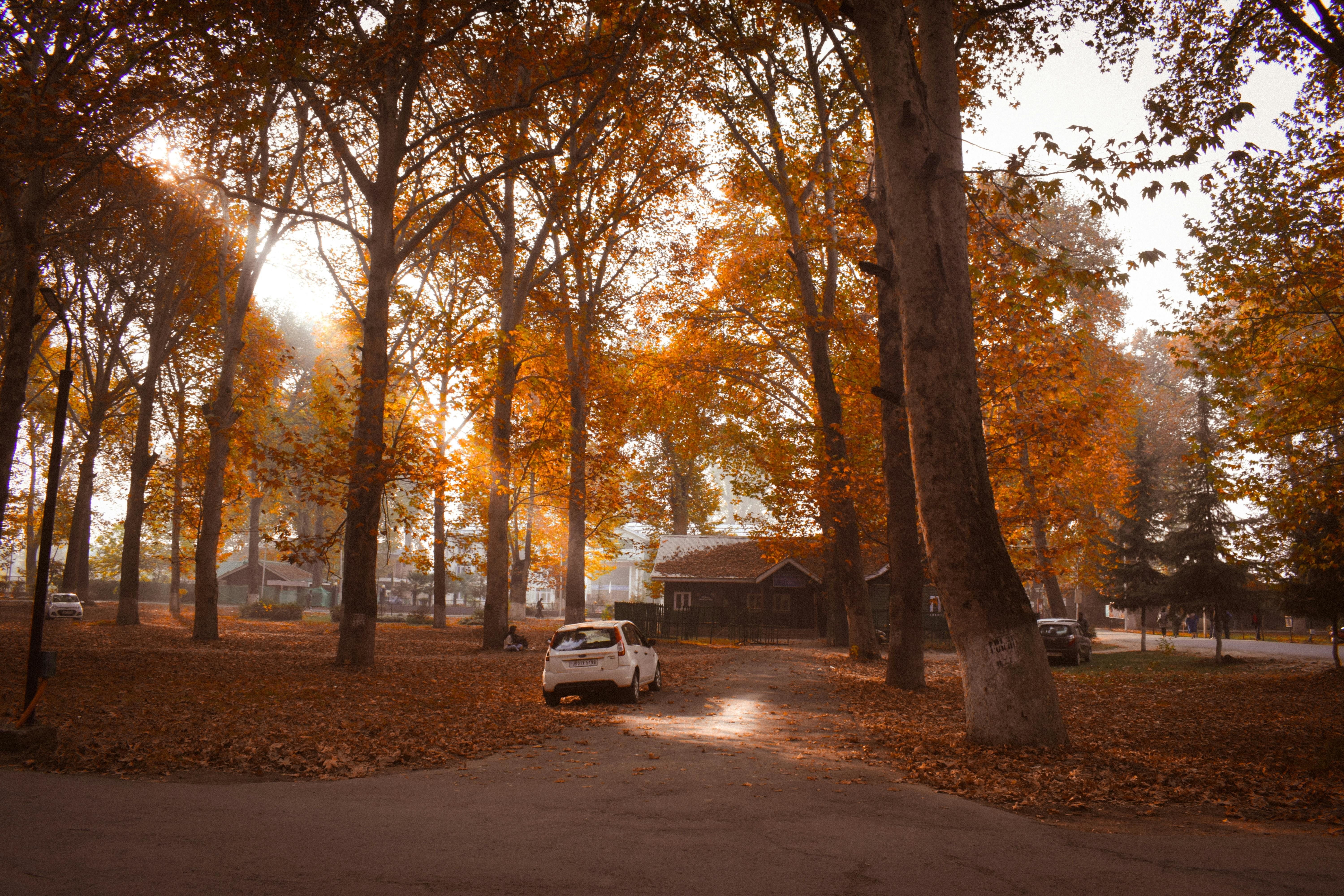 a serene autumn day in srinagar