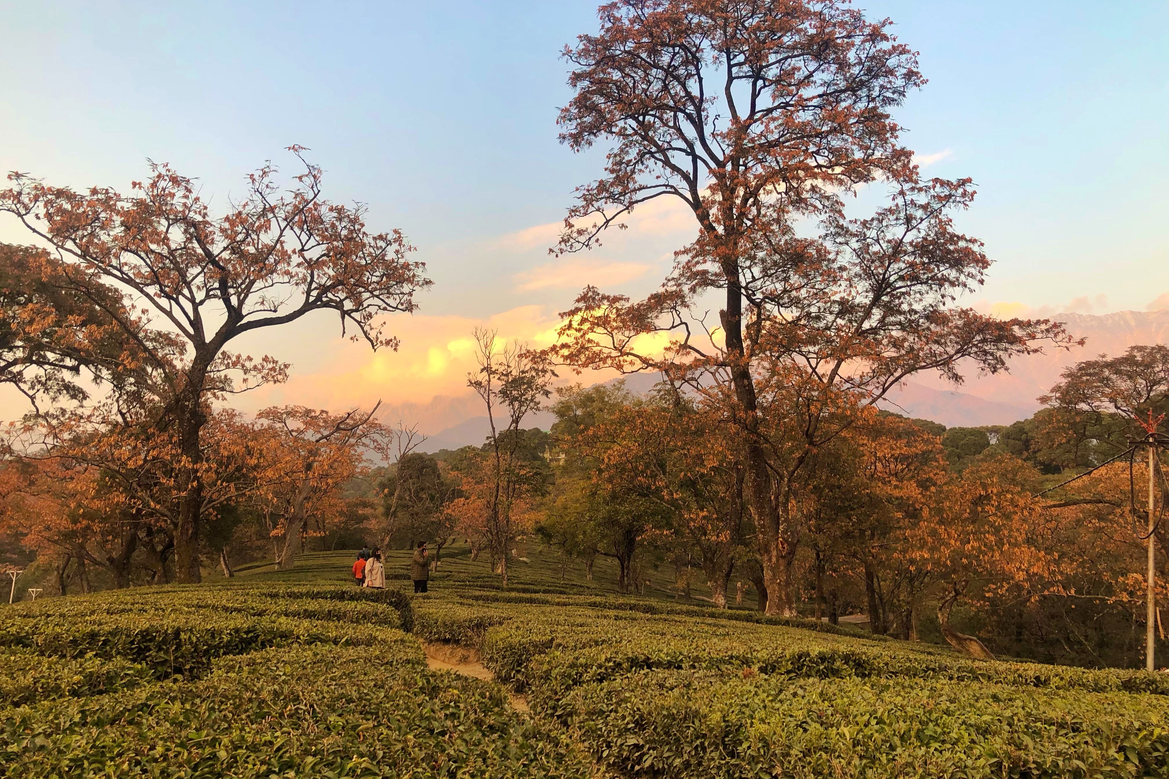 a tea garden in dharamshala during sunset