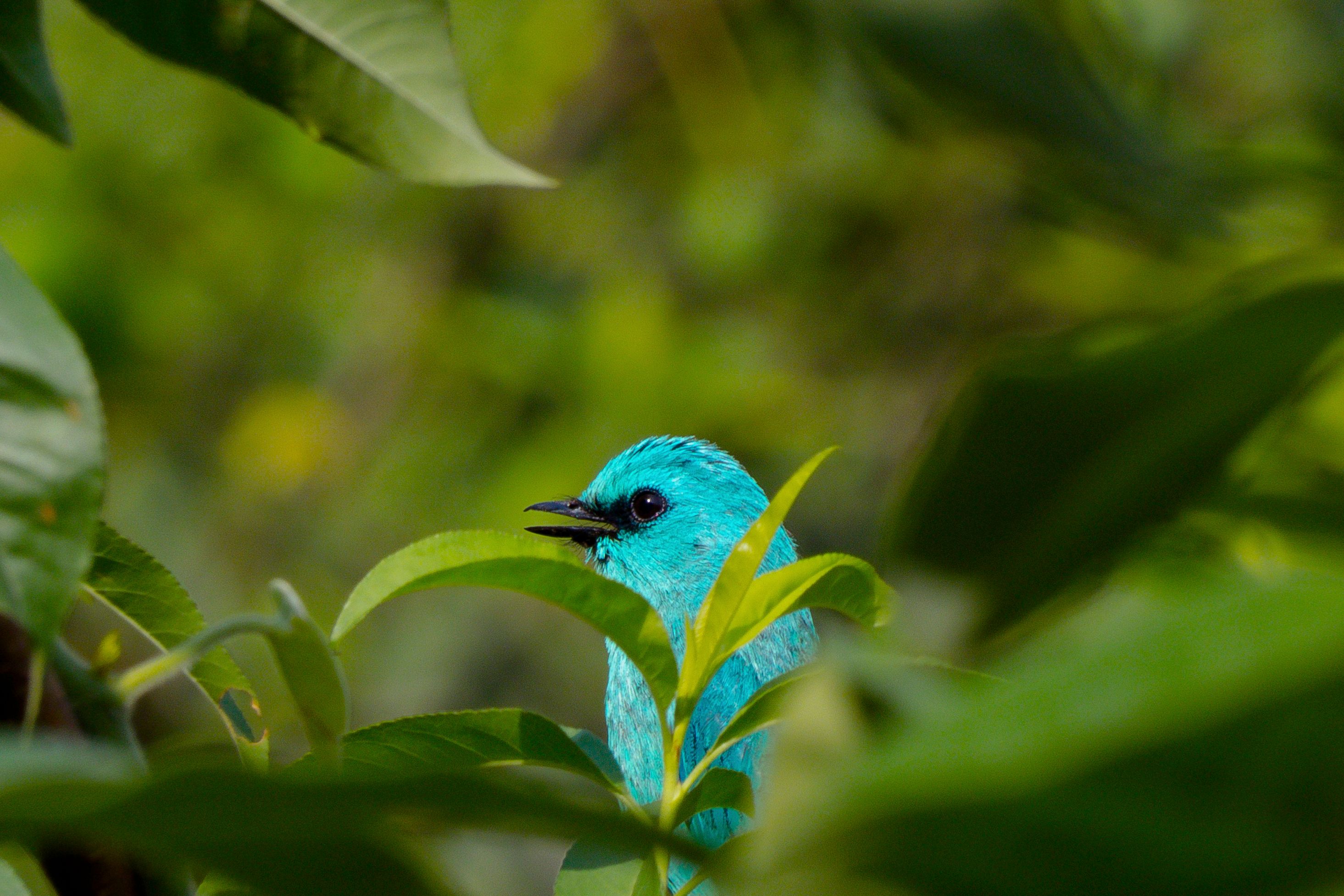 verditer flycatcher in great himalayan national park